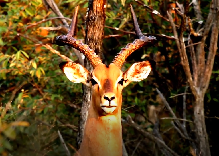 South Africa – Antelope