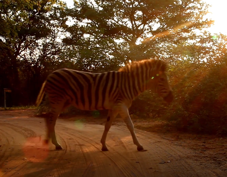 South Africa – Zebras
